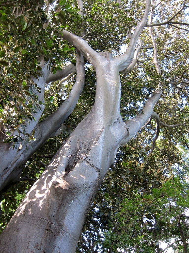【※神秘※】「木」が自然にスケベ化してる画像貼ってく。　→　大自然スゴ杉ワロタｗｗｗｗｗｗｗｗｗｗｗｗ（画像あり）・14枚目
